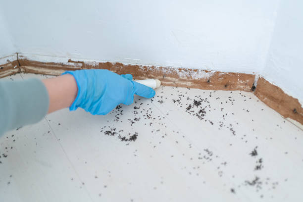 Best Wasp Removal Services  in North Merrick, NY